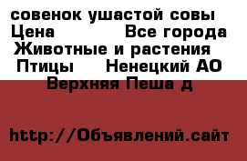 совенок ушастой совы › Цена ­ 5 000 - Все города Животные и растения » Птицы   . Ненецкий АО,Верхняя Пеша д.